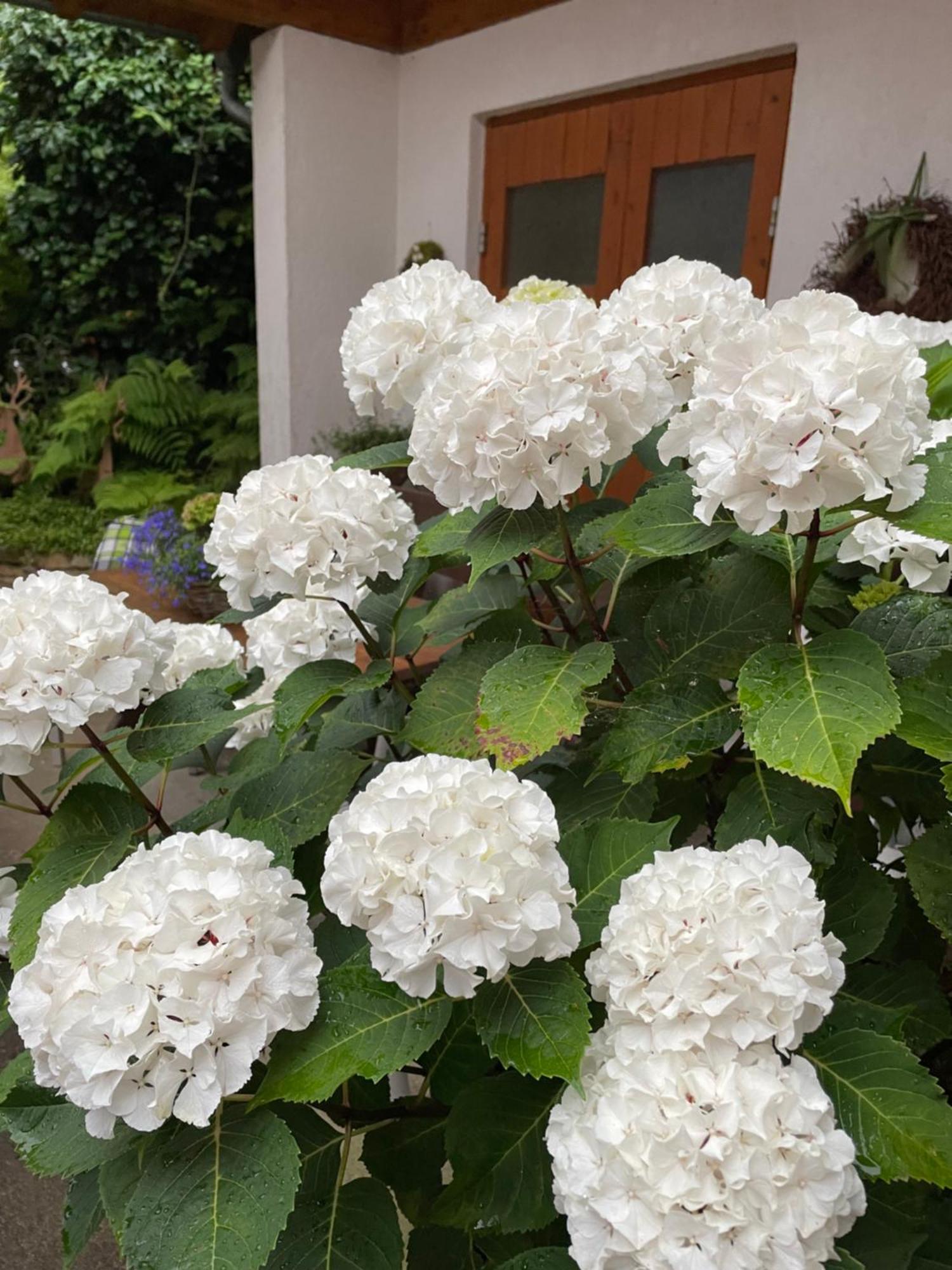 Haus Am Kastanienwald 호텔 Dörrenbach 외부 사진